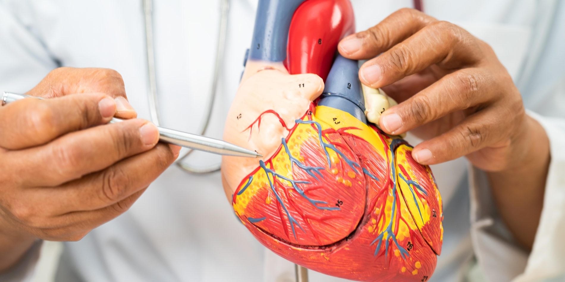 cardiovascular-disease-cvd-asian-doctor-holding-h-2024-07-12-23-38-17-utc (1)