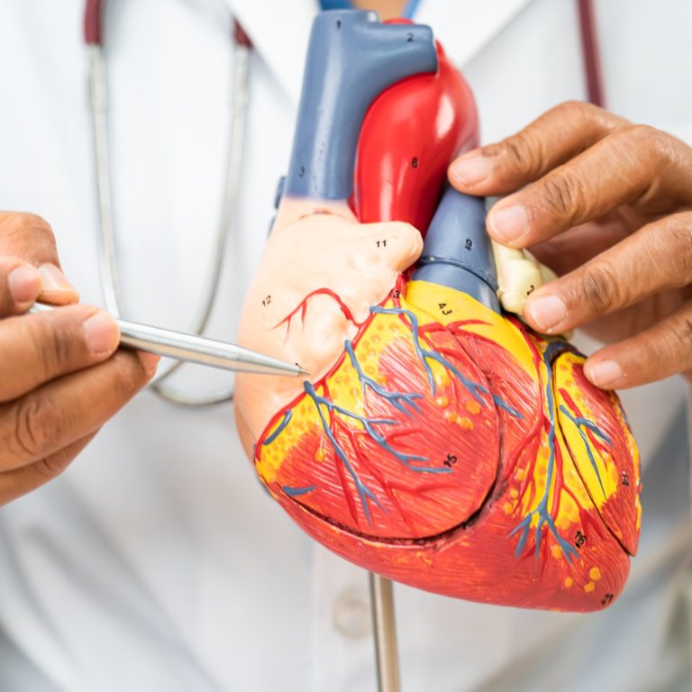 cardiovascular-disease-cvd-asian-doctor-holding-h-2024-07-12-23-38-17-utc (1)